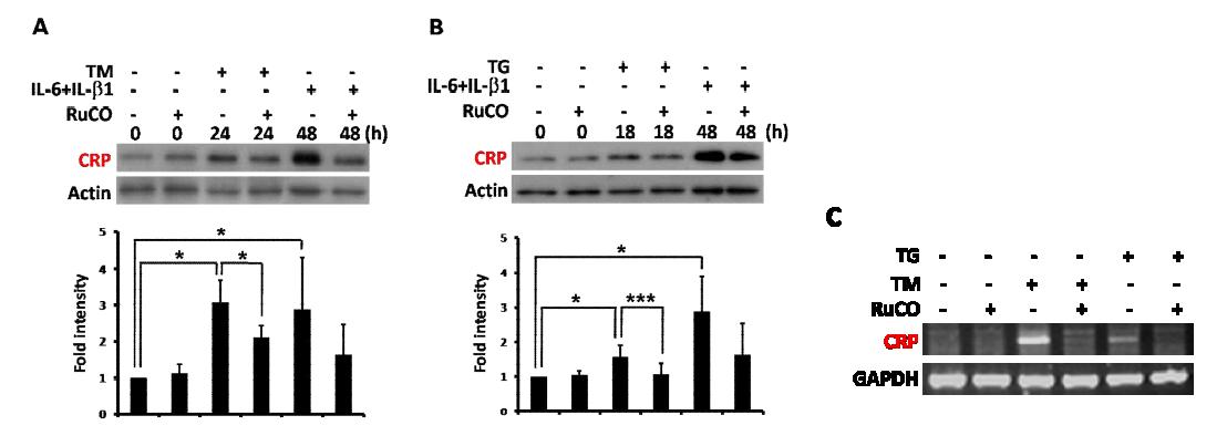 CO inhibits ER stress-induced CRP expression in HepG2 cells.