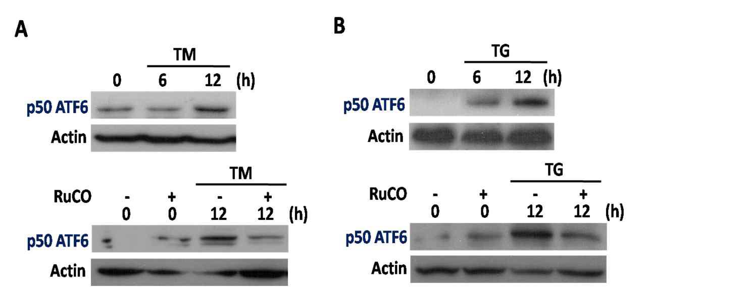 CO inhibits ER stress-induced ATF6 cleavages in HepG2 cells.