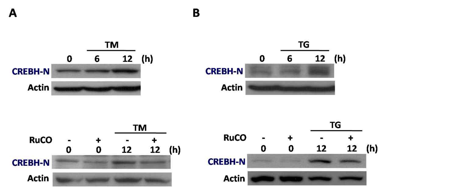 CO inhibits ER stress-induced CREBH cleavages in HepG2 cells.