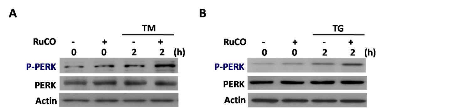 CO activates PERK branch of UPR in HepG2 cells.