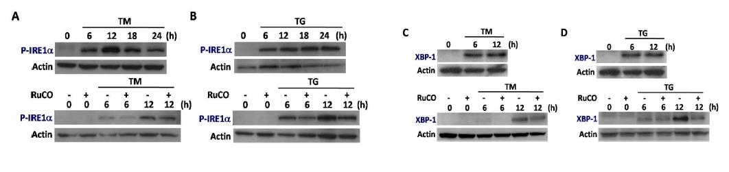 CO inhibits ER stress-induced activation of IRE1a branch of UPR in HepG2 cells.