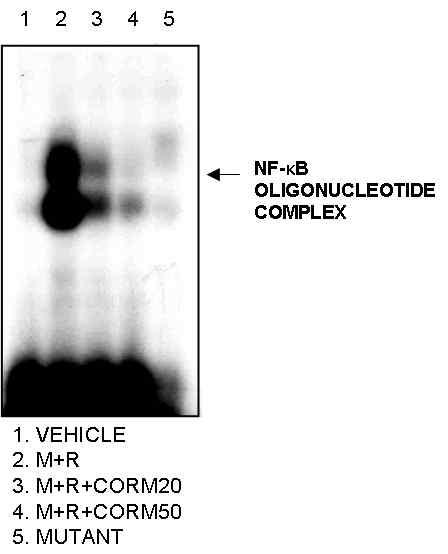 쥐의 BMM에서 RANKL에 의한 파골세포 분화유도시 NF-kappa B 활성화가 CORM에 의해 농도의존적으로 저해되었다. mutant oligomer의 사용시 NF-kappa B oligonucleotide complex가 사라진다.