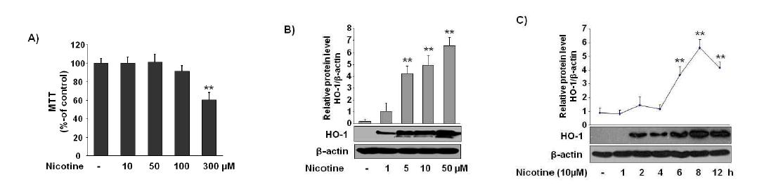 Effect of nicotine on the expression of HO-1 in macrophages.