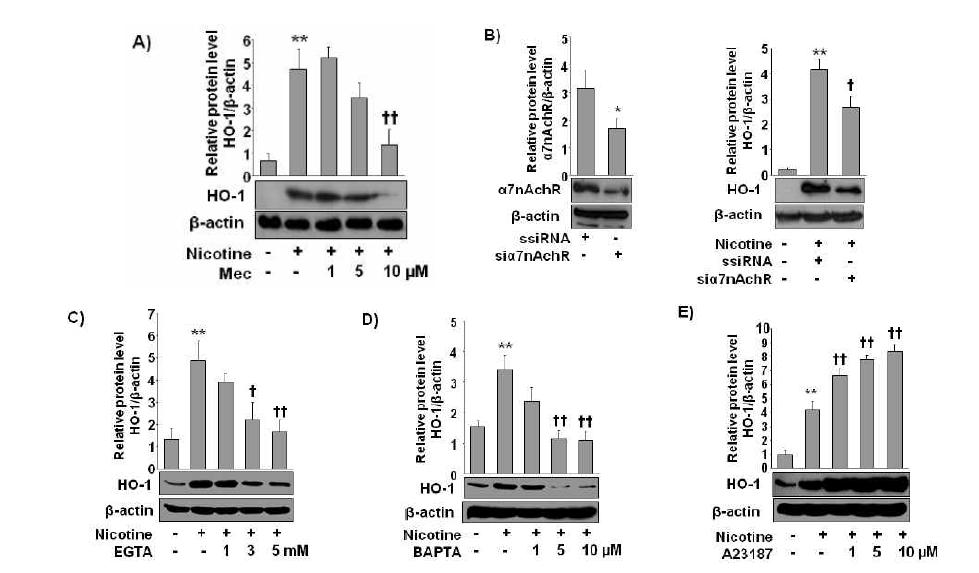 Nicotine induces HO-1 expression by activation of 7α nicotinic acetylcholine receptor activation and Ca2+ influx in macrophages