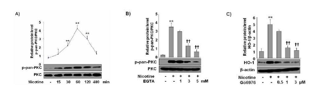 HO-1-inducible effect by nicotine is mediated through cPKC activation in macrophage.