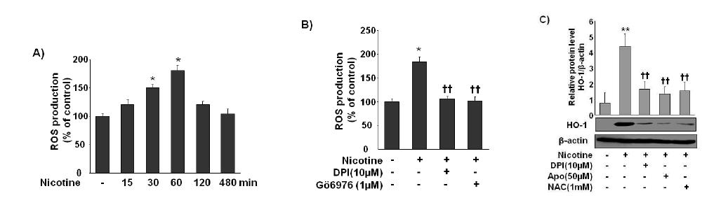 Nicotine increases ROS production through NADPH oxidase in macrophages