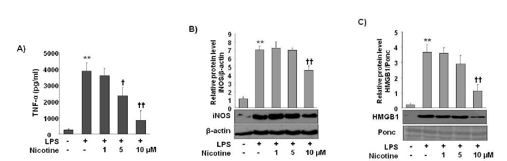 Effect of nicotine on the expression of TNF-a, iNOS andHMGB1 in LPS-stimulated macrophages.
