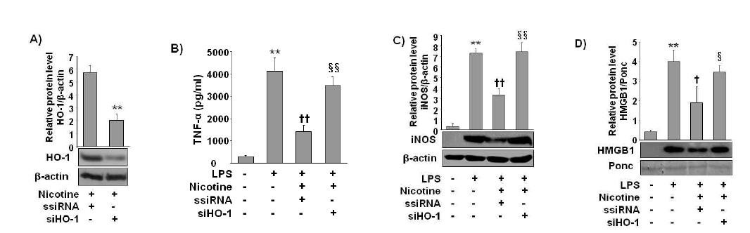 Anti-inflammatory effect of nicotine is mediated via HO-1 induction in LPS stimulated macrophages.