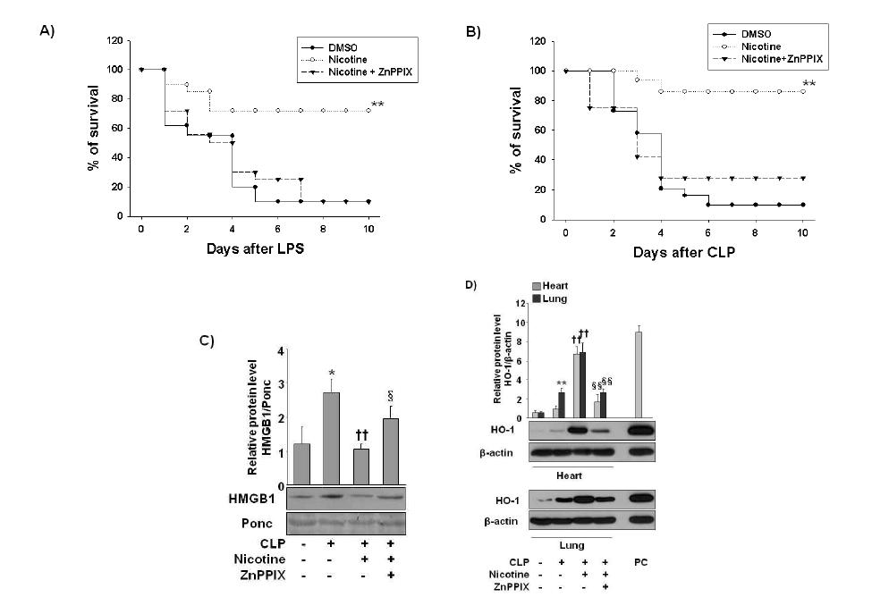 Improved survival and decrease in circulating HMGB1 levels during experimental sepsis by nicotine is mediated via HO-1