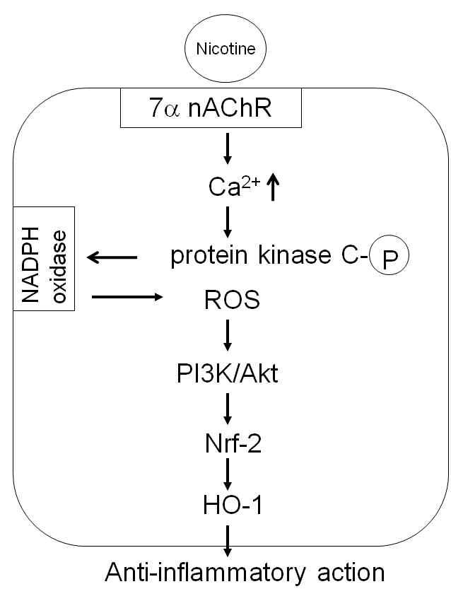 Possible mechanism by which nicotine up-regulates HO-1 expression in macrophages.