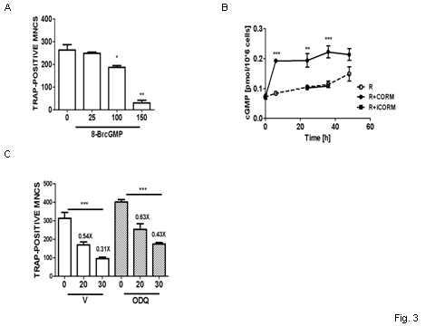 CORM에 의한 cGMP생성 (A) cGMP유사체에 의한 파골세포분화저해 (B) CORM에 의한 BMM에서 guanylate cyclase를 자극하여 cGMP 생성 (C) guanylate cyclase specific inhibitor인 ODQ 처리시 파골세포분화의 증가, CORM의 저해효과역시 어느 정도 감소.