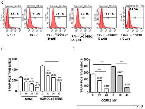 CORM에 의한 RANKL에 의한 ROS생성을 저해 (C). homocystein투여시 파골세포분화억제의 둔화 (D) (E) hemeoxygenase-1의 부재시 파골세포분화에 영향 없음.
