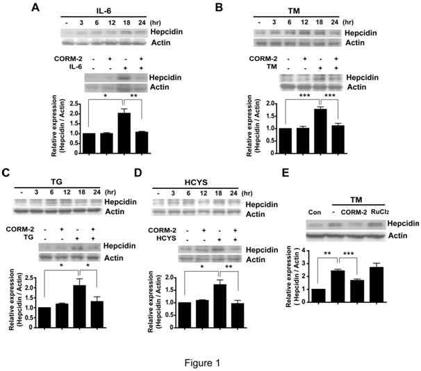 CO inhibits hepcidin expression by IL-6 and ER stress inducers. HepG2 cells were treated with IL-6 (10 ng/ml) (A) or TM (10 mg/ml) (B) or TG (10 mM) (C) or homocysteine (1 mM) (D) for the indicated periods of time. The expression levels of hepcidin were analyzed by Western blotting (Upperpanels). Cells were pre-incubated for 3 hours with CORM-2 (20mM) and were then exposed for 18 hours to IL-6, TM, TG, or homocysteine (Lowerpanels). (E) HepG2 cells were treated with CORM-2 or RuCl2 and treated with TM for 18 hours. (A-E) b-actin served as the standard. Values are means ± SEM from 3 independent experiments.