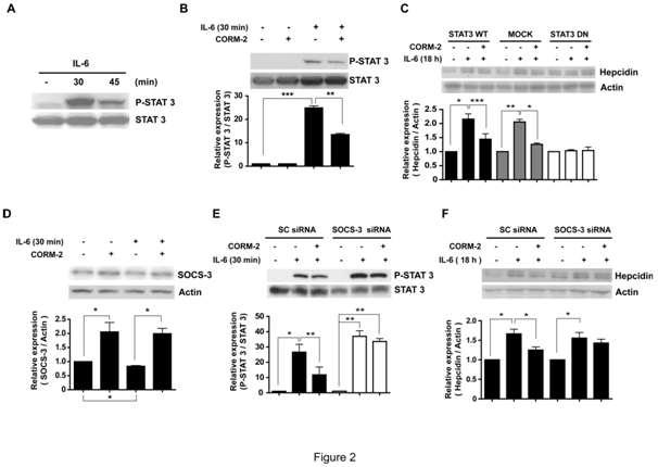 CO attenuates IL-6-induced STAT-3 activation.