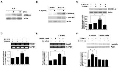 CO inhibits IL-6-induced hepcidin expression via suppression of CREBH activation