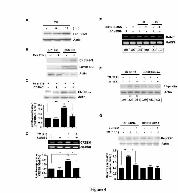 CO inhibits ER stress-induced hepcidin expression via suppression of CREBH activation