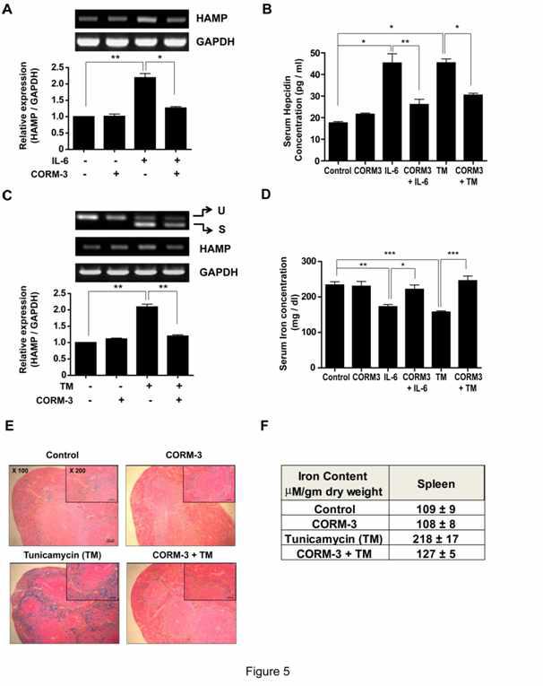 CO inhibits ER stress-induced hepcidin expression and controls iron homeostasis in the ER stressed mouse.