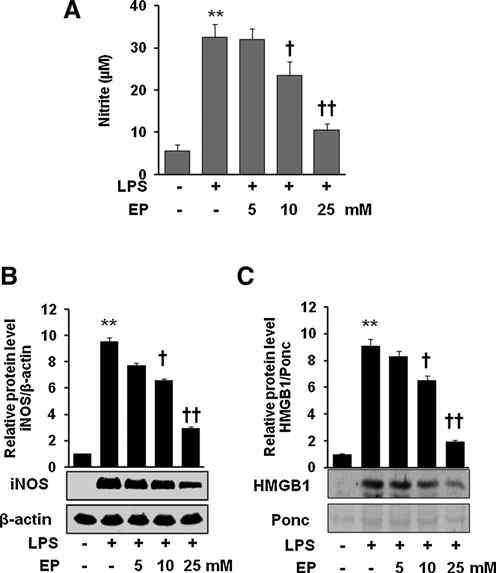 Effect of EP on the expression of iNOS/NO and HMGB1 release in LPS-stimulated macrophages (A–C).