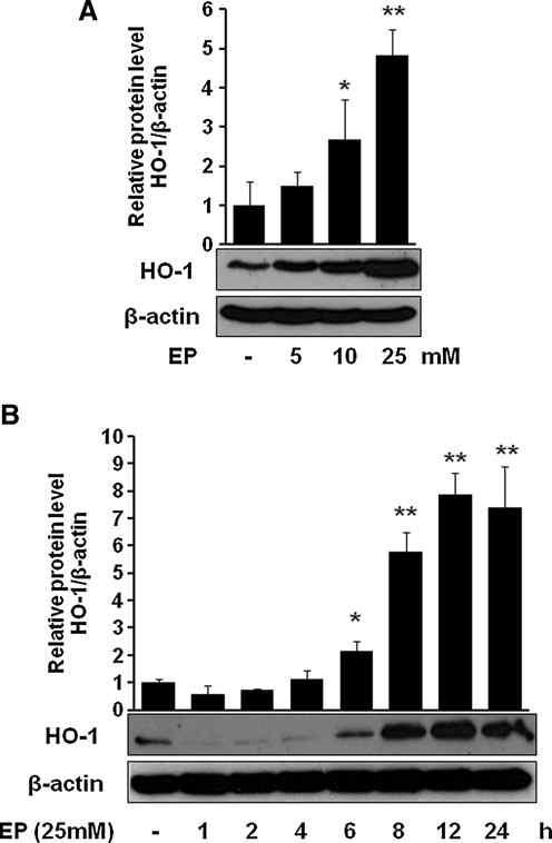 Effect of EP on the expression of HO-1 in macrophages