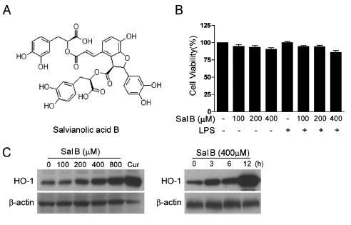 Sal B induced HO-1 expression in RAW 264.7 macrophages