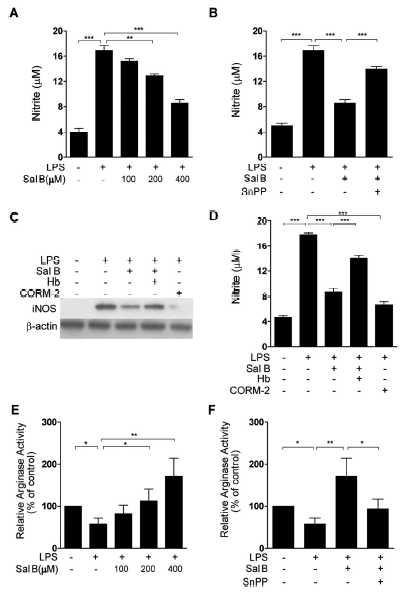 Sal B inhibited LPS-induced NO production and increased arginase activity in RAW 264.7 macrophages.