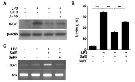 Sal B inhibited LPS-induced NO production and increased HO-1 expression in peritoneal macrophages.