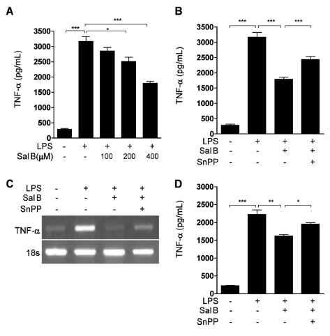 Sal B inhibited LPS-induced TNF-α-production in RAW 264.7 and murine macrophages.