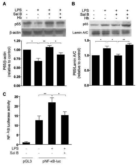 Sal B reduced LPS-induced NFκ-B activation in RAW 264.7 cells.