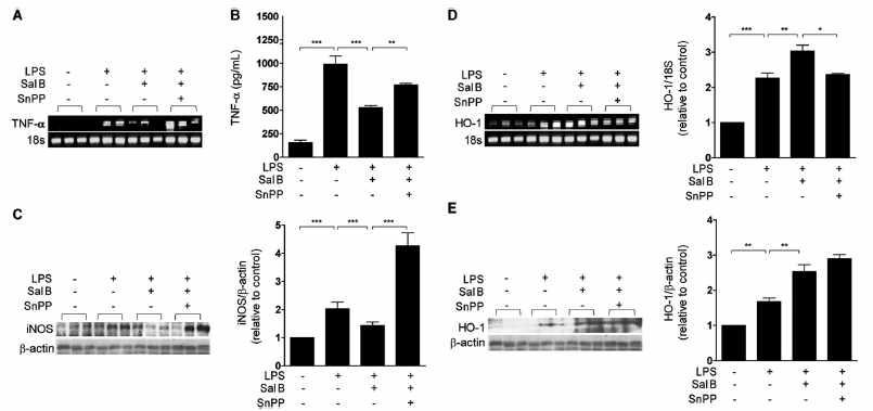 Sal B inhibited LPS-inducible TNF-α and iNOS expression and increased HO-1 expression in murine serum and spleen.