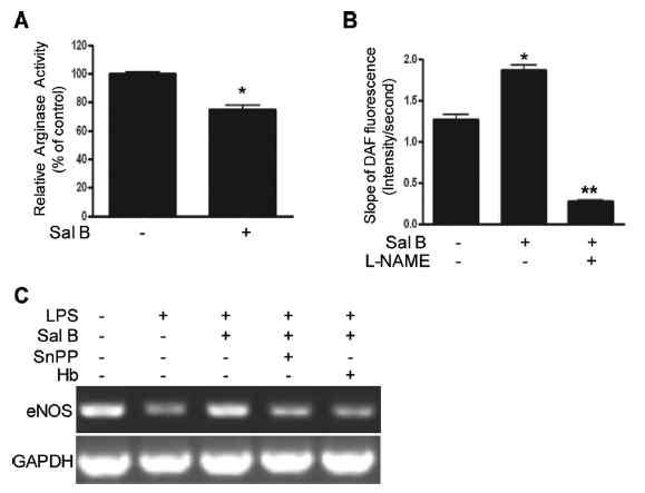 Sal B inhibited arginase activity, leading to increased NO production in murine aorta.