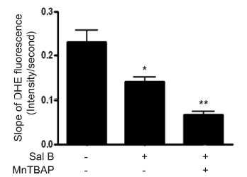 Sal B reduced ROS production in the endothelium of isolated mouse aorta.