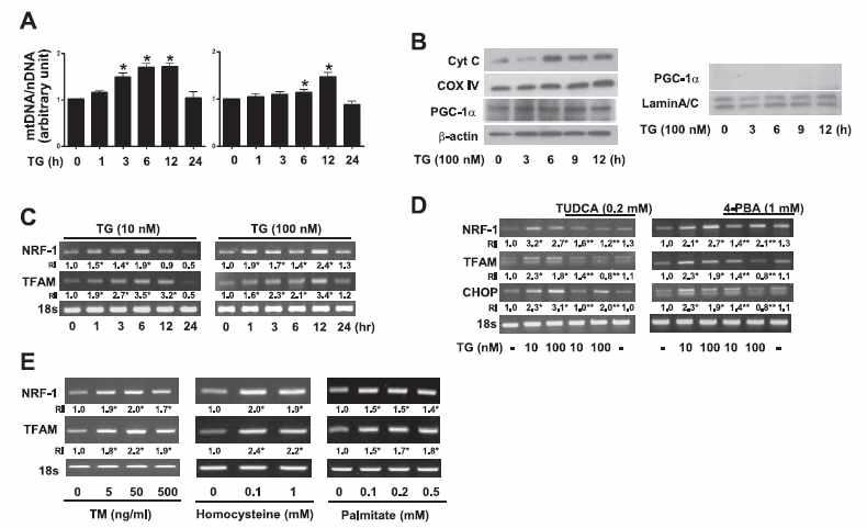 Sensing ER stress by mtDNA. mtDNA replication과 transcriptional factor들의 활성을 통한 mitochondria에 의한 ER stress 감지