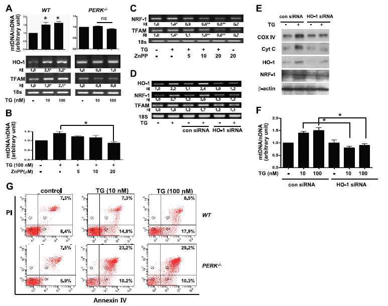 PERK-dependent induction of HO-1 relays ER stress to mtDNA replication and cell survival.