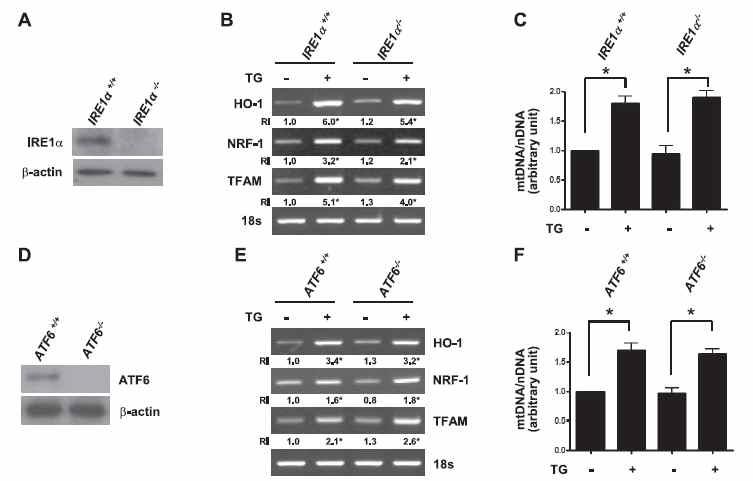 Up-regulation of HO-1 and subsequent activation of mitochondrial transcription factors by ER stress occurs independent of IRE1and ATF6.