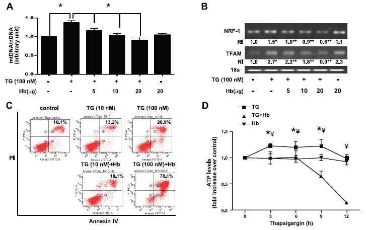 HO-1/CO protects cells by preserving mtDNA integrity and ATP production.