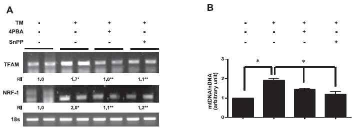 In vivo sensing of ER stress by mtDNA depends on HO-1 activity.