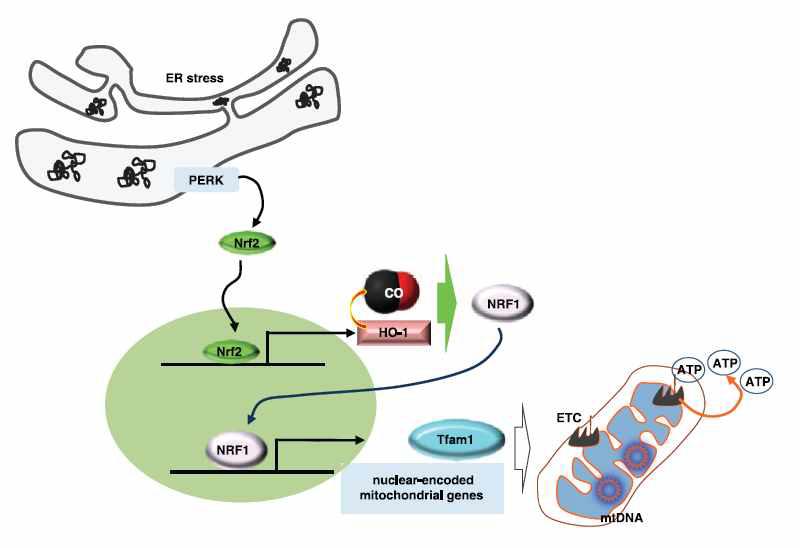 Illustration of the role of the PERK-dependent HO-1/CO system in preserving mtDNA replication and its function against ER stress in RAW264.7 macrophages.