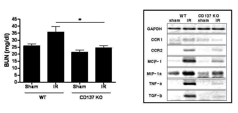 CD137 KO 생쥐에서 허혈-재관류 신장손상에서 BUN의 농도와 신장에서 발현하는 키모카인/키모 카인수용체 및 사이토카인의 발현이 WT 생쥐에 비해 낮음