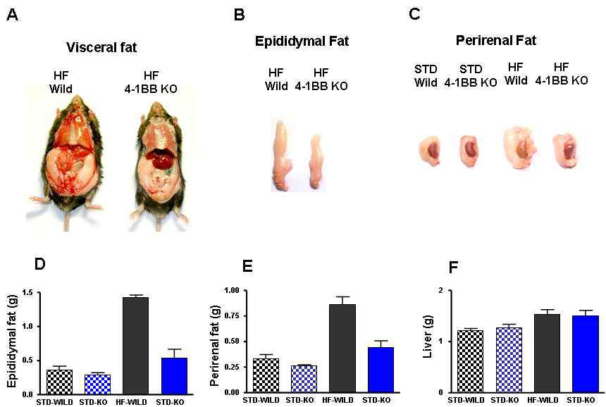 CD137 KO 생쥐는 high fat diet 섭취에도 불구하고 지방의 축척이 미미함