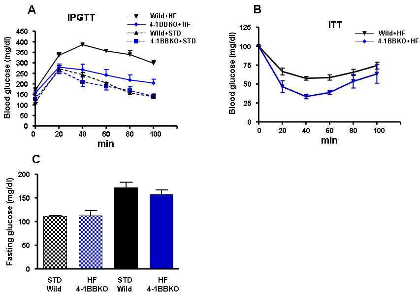 CD137 KO 생쥐는 high fat diet 섭취에도 불구하고 insulin tolerance를 보여주지 않음