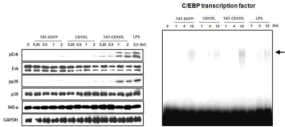 TAT-CD137L fusion protein은 E가, p38, C/EBP를 활성화시킴