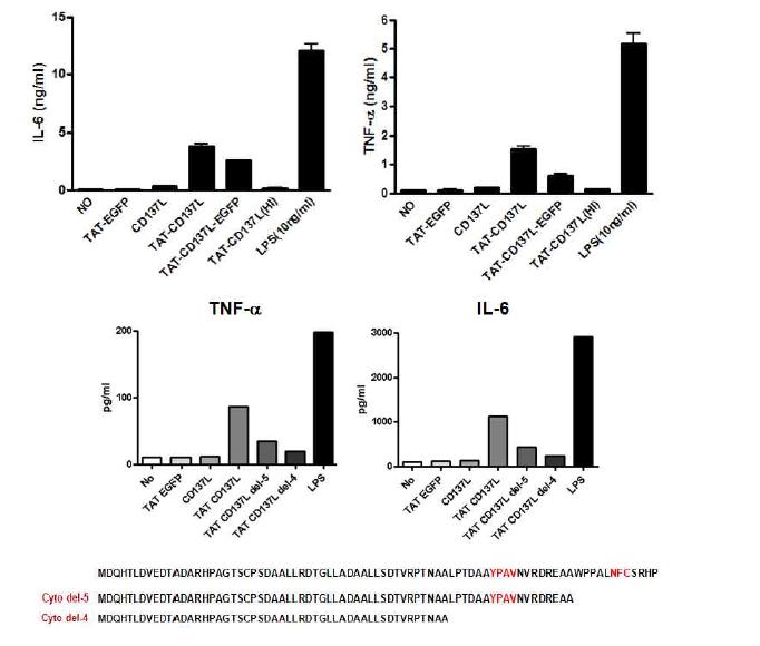 TAT-CD137L fusion protein은 복강 대식세포에서 IL-6와 TNF-α의 생산을 촉진며 CD137L를 통한 신호는 CD137L 세포내 영역의 C-말단의 아미노산 서열이 필요함.