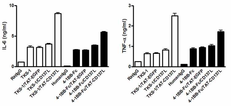 TAT-CD137L fusion protein은 CD137L ligation에 의한 신호를 증폭시킴