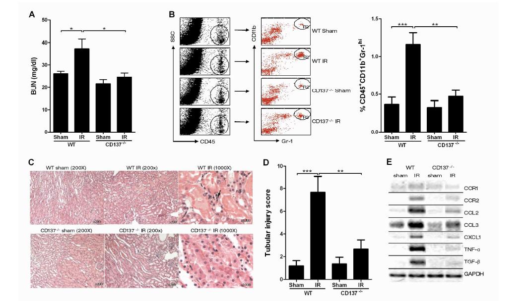 CD137-/-mice are resistant to kidneyI RI. WT and CD137-/- Balb/c mice were subjected to 35 min of ischemia followed by 24 h of reperfusion.