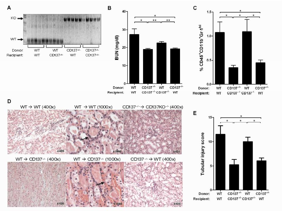 Hematopoietic cells are responsible for the resistance tokidney IRI in CD137-/- mice. Cohorts of 10 WT and CD137-/- Balb/c mice were reconstituted with either WT or CD137-/- BM. Chimerism was confirmed 10 wk after BM transplantation by genotyping using blood genomic DNA. Experiments were performed as described in the legend of Figure 1.