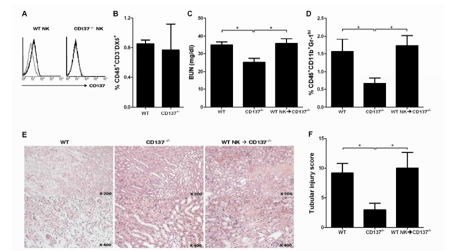 Adoptive transfer of WT NK cells restores renal IRI in CD137-/- mice.