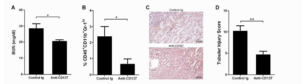 Administration with anti-CD137 mAbs ameliorates renal IRI.