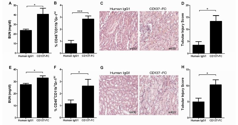 CD137L engagement with CD137-Fc exacerbates renal IRI.
