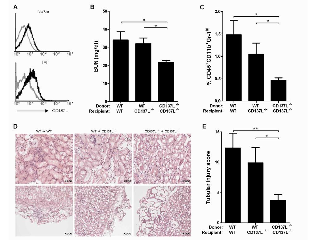 Implantation of WT TECs under the kidney capsule significantly recovers renal IRI in CD137L-/- mice.