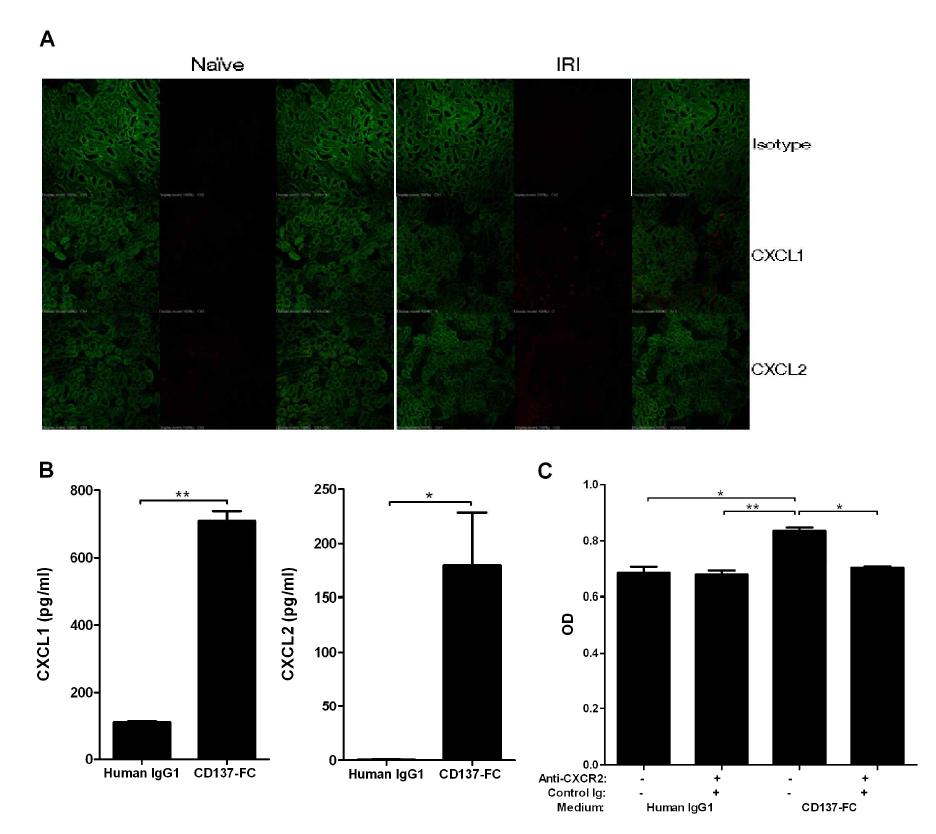 Production of CXCL1 and CXCL2 following engagement of CD137L in TECs.